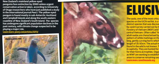  ??  ?? Saola