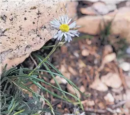  ??  ?? Fleabane daisies are a common wildflower.