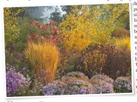  ??  ?? These colourful plants will add autumnal vibrancy to a garden