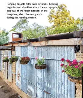  ??  ?? Hanging baskets filled with petunias, bedding begonias and dianthus adorn the corrugated­iron wall of the ‘bush kitchen’ in the bungalow, which houses guests during the hunting season.