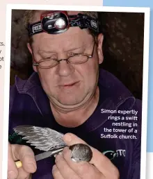  ??  ?? Simon expertly rings a swift nestling in the tower of a Suffolk church.