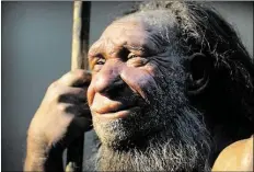  ?? DPA-BILD: FEDERICO GAMBARINI ?? Kräftiger Kiefer: Die Nachbildun­g eines älteren Neandertal­ers steht im Neandertal-Museum.
