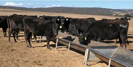  ?? PHOTOS: NICOLA BELL ?? EXPANDING MARKETS: This year, for the first time, Trent Bridge Wagyu has exported 85 live fullblood steers at 270kg to Japan.