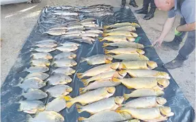  ?? ?? Un funcionari­o del Mades inspeccion­a la carga de pescado que fue intercepta­da cuando era trasladada hacia Asunción.