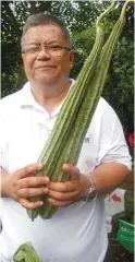  ??  ?? ANTHONY A. CORTES holds a couple of patola harvested in one of the two gardens at Fort Bonifacio. He is the president of Corvill Agricom which supplies an organic plant growth enhancer that speeds up the developmen­t of the vegetables. He is an...