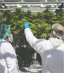  ?? COLE BURSTON/BLOOMBERG FILES ?? The Ontario Securities Commission is investigat­ing whether there is any evidence of fraud, insider trading or misleading disclosure related to Canntrust’s unlicensed growing at its Pelham, Ont., facility, pictured.