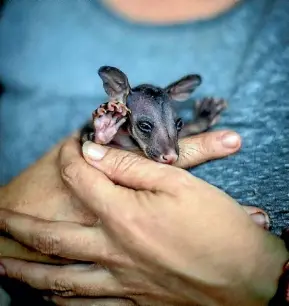  ?? PHOTO: ROBERT KITCHIN/STUFF ?? Baby possums, or joeys, are born the size of jellybeans. Batman is just starting to grow fur. Possum rescuer Sally