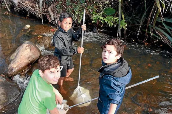  ??  ?? Kerikeri Primary School students Dezray Peri, Taonga Hona and Rhythm Grace collect macro invertebra­tes (spineless organisms large enough to be seen by the naked eye) in the Wairoa Stream. The students learnt how to test the water’s clarity, ph and...