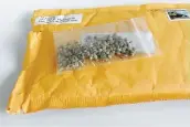  ??  ?? Le Journal a reçu une enveloppe contenant des graines de cannabis.