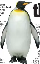  ??  ?? QUESTION Emperor penguins trek 70 miles across ice to breed. Why have they not evolved adept legs for walking or wings for flight?