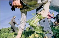  ?? /ARCHIVO ?? Los dueños de los campos ha disminuido su producción debido a la falta de mano de obra.