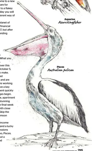  ??  ?? Pisces Australian pelican