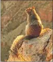  ?? Zen Rial Getty Images ?? ROCK SQUIRRELS enjoy the Grand Canyon’s rough terrain.