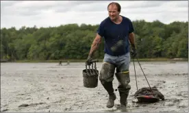  ?? ROBERT F. BUKATY - ASSOCIATED PRESS ?? In this Sept. 3, 2020, file photo, clamdigger Mike Soule hauls bags of clams on a sled across a mudflat in Freeport, Maine. More New Englanders have dug in the tidal mudflats during the last year, but they’re finding fewer clams.