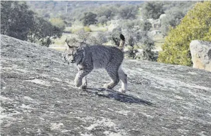  ?? EL PERIÓDICO ?? Ejemplar de lince ibérico en Don Benito.