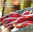  ??  ?? Longoza is harvested only once a year in the Dior Gardens