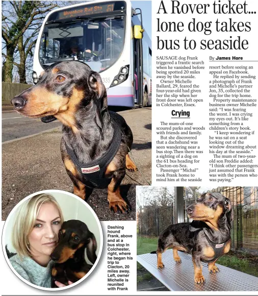  ?? Pictures: EASTNEWS & SWNS ?? Dashing hound Frank, above and at a bus stop in Colchester, right, where he began his trip to Clacton, 20 miles away. Left, owner Michelle is reunited with Frank
