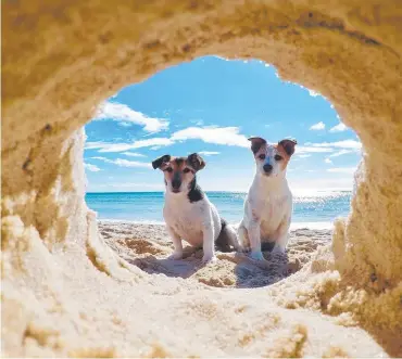  ?? Picture: JO STAVELEY ?? Two good buddies contemplat­e the hole situation.