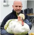  ?? Foto: Hutner ?? Der verletzte Schwan wurde gleich in Harburg ärztlich versorgt.