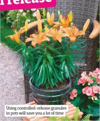  ??  ?? Using controlled-release granules in pots will save you a lot of time