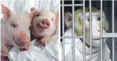  ?? FOTO: DPA ?? Das Herz eines geklonten und genmodifiz­ierten Schweines wurde diesem Affen implantier­t.