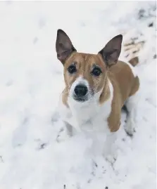  ??  ?? Snow pictures from readers across Sunderland