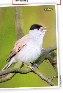  ??  ?? Blackcap