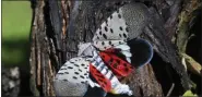  ?? MATT ROURKE- AP FILE PHOTO ?? This Sept. 19, 2019, file photo, shows a spotted lanternfly at a vineyard in Kutztown, Pa.