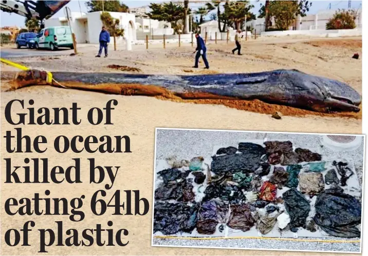  ??  ?? Victim of careless humans: The body of the young sperm whale washed up in Cabo de Palos, Spain. Inset: Some of the plastic waste found in the creature’s stomach