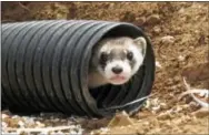  ?? FELICIA FONSECA — THE ASSOCIATED PRESS FILE ?? This file photo shows a black-footed ferret peeking out of a tube after being brought to a ranch near Williams, Ariz. To help black-footed ferrets, the U.S. Fish and Wildlife Service and others plan to vaccinate prairie dogs against plague in several...
