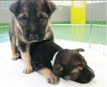  ?? DEAN PILLING ?? Two female Shepard-cross puppies were discovered in a box behind a vehicle near the Easthills Costco on November 30. Humane society officials are looking for their owner.