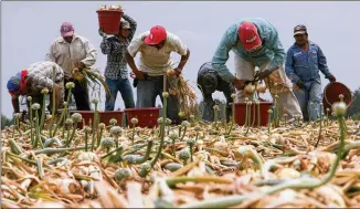  ?? AJC 2007 ?? Migrant workers harvest Vidalia onions from a field in South Georgia. A federal indictment stemming from a human traffickin­g investigat­ion alleges more than 100 laborers smuggled from Mexico and Central America to work in the onion fields were kept in “brutal” and “inhumane” working conditions.