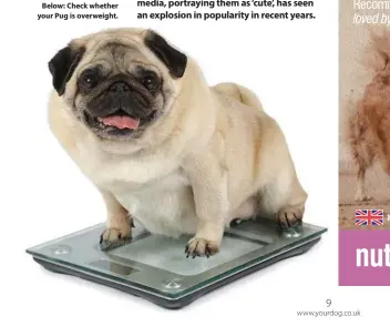  ?? ?? Below: Check whether your Pug is overweight.