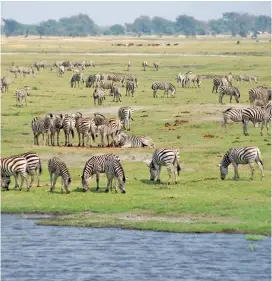  ??  ?? ON THE MOVE: Zebras in Chobe