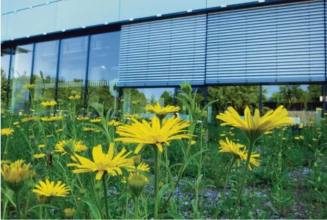  ?? Foto: Jens Soentgen ?? Am Wissenscha­ftszentrum Umwelt der Universitä­t Augsburg wurde eine typische Augsburger Heidelands­chaft angelegt. Auf dem Areal in der Nähe der Physik und des Sport zentrums sollen im Sommer versuchswe­ise Schafe weiden.