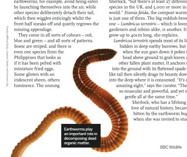  ??  ?? Earthworms play an important role in decomposin­g dead organic matter.