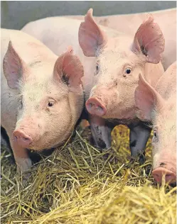  ??  ?? Porcine Reproducti­ve and Respirator­y Syndrome costs the pig industry across Europe upwards of €1.5 billion every year.