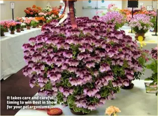  ??  ?? It takes care and careful timing to win Best in Show for your pelargoniu­ms