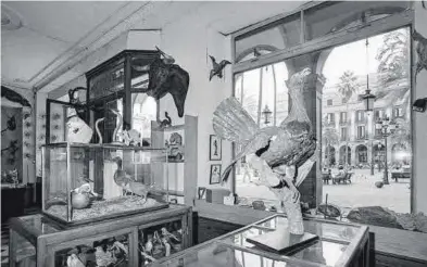  ??  ?? Fotografía­s captadas por Pepe Encinas sobre el interior de la tienda de El Taxidermis­ta, en la plaza Reial de Barcelona. Todo tipo de animales y criaturas fueron disecados para su exposición.