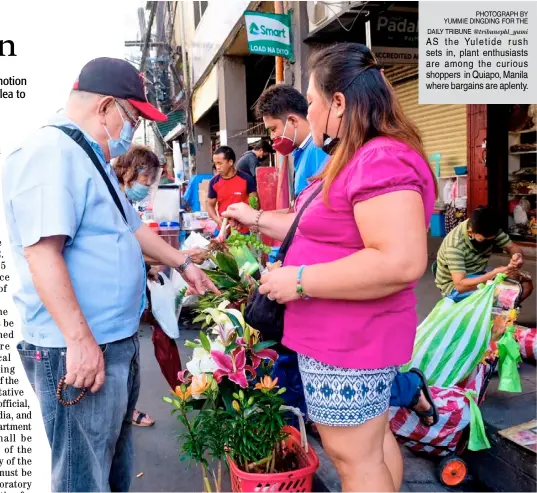  ?? PHOTOGRAPH BY YUMMIE DINGDING FOR THE DAILY TRIBUNE ?? @tribunephl_yumi AS the Yuletide rush sets in, plant enthusiast­s are among the curious shoppers in Quiapo, Manila where bargains are aplenty.