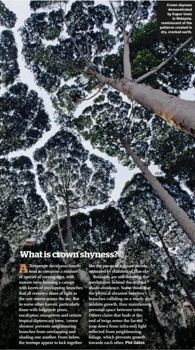  ??  ?? Crown shyness demonstrat­ed by Kapur trees in Malaysia, reminiscen­t of the patterns created in dry, cracked earth.