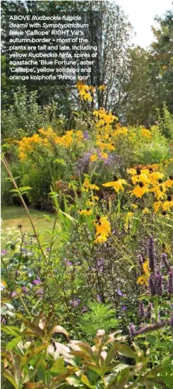  ??  ?? ABOVE Rudbeckia fulgida deamii with Symphyotri­chum laeve ‘Calliope’ RIGHT Val’s autumn border – most of the plants are tall and late, including yellow Rudbeckia hirta, spires of agastache ‘Blue Fortune’, aster ‘Calliope’, yellow solidago and orange kniphofia ‘Prince Igor’