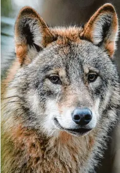  ?? Symbolfoto: Bernd Thissen, dpa ?? Immer mehr Wölfe kommen nach Bayern. Zuletzt wurde ein Tier im Landkreis Donau Ries gesichtet.