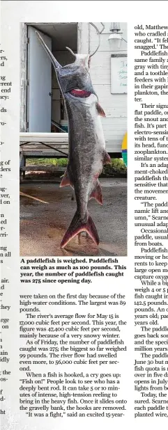  ??  ?? A paddlefish is weighed. Paddlefish can weigh as much as 100 pounds. This year, the number of paddlefish caught was 275 since opening day.