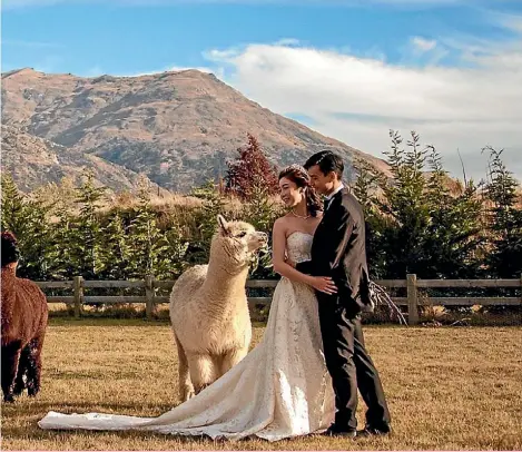  ??  ?? Cute animals like alpacas, above, or snow-capped alpine views have becomethe must-have accessory for Chinese brides.