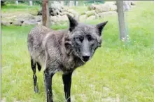  ??  ?? Le loup noir, une des nouveautés de 2020 au Parc Animalier