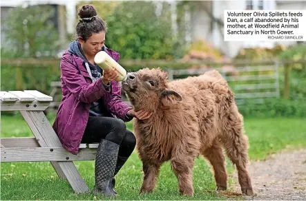  ?? RICHARD SWINGLER ?? Volunteer Olivia Spillets feeds Dan, a calf abandoned by his mother, at Woodfield Animal Sanctuary in North Gower.