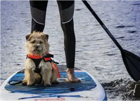  ??  ?? STOLT SJÖHUND. Minihunden Manu tar sig an paddlingen som en garvad sjöman.