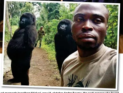  ?? ?? Last moments together: Ndakasi, now 14, clutches Andre Bauma, the park ranger who found her as a baby. Inset, Ndakasi (far left) posing with Ndeze for that selfie with ranger Mathieu