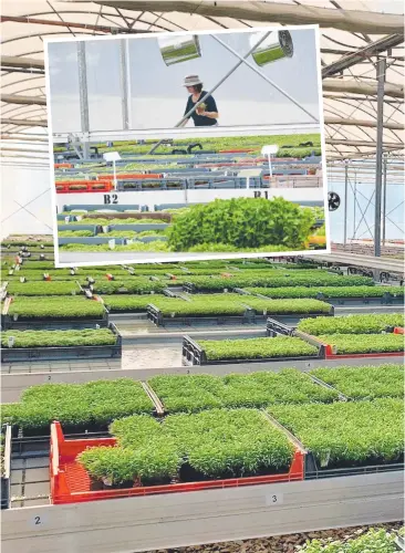  ??  ?? Pocket Herbs founder Iain Reynolds at his micro greens farm at Burringbar. Pocket Herbs has